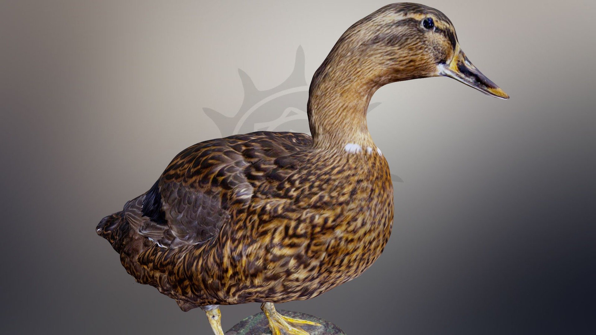 Гибрид утки | Hybrid duck
